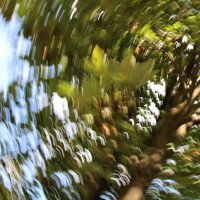 Bl&auml;tter im Wind