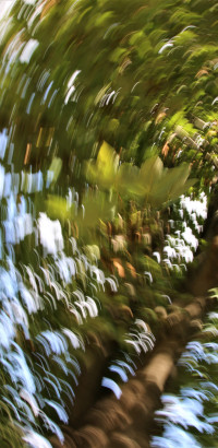 Bl&auml;tter im Wind