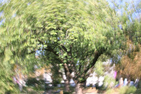 der Baum der Baum