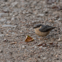 20160807-Foto-Jagd-001