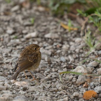20160807-Foto-Jagd-002