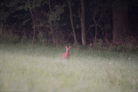 20160807-Foto-Jagd-003