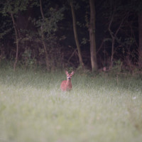 20160807-Foto-Jagd-003