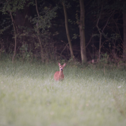 20160807-Foto-Jagd-003