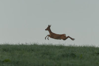 20160807-Foto-Jagd-004