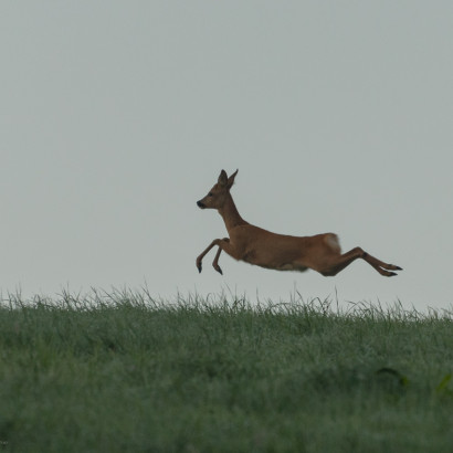 20160807-Foto-Jagd-004