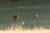 20160807-Foto-Jagd-005 20160807-Foto-Jagd-005