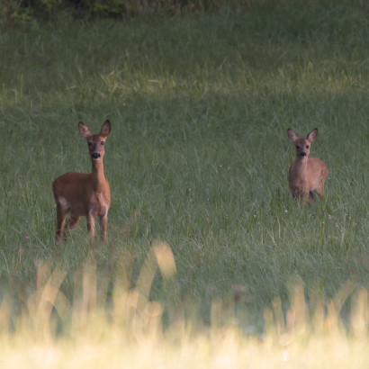 20160807-Foto-Jagd-005