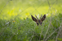 Der Löwe(nzahn) und der Rehbock-1024-12