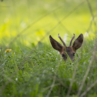 Der Löwe(nzahn) und der Rehbock-1024-12