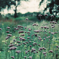 Gartenimpressionen-72dpi-003