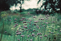 Gartenimpressionen-72dpi-003