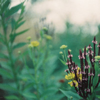 Gartenimpressionen-72dpi-006