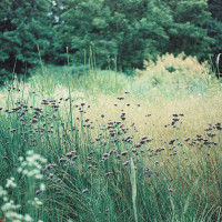 Gartenimpressionen-72dpi-007
