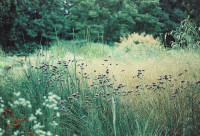 Gartenimpressionen-72dpi-007