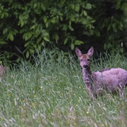Guckst Du wieder-1024-12