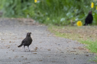 Jagdfieber-004-1024-12