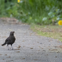 Jagdfieber-004-1024-12