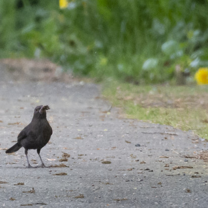 Jagdfieber-004-1024-12