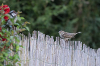 Jagdfieber-005-1024-12