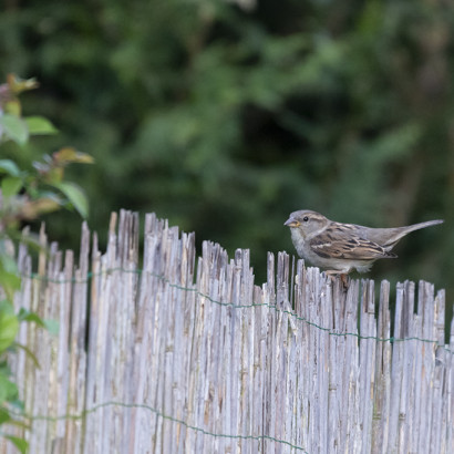 Jagdfieber-005-1024-12
