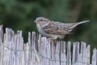 Jagdfieber-006-1024-12