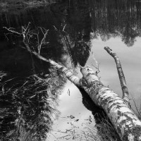 karneval-im-wald-72dpi-001