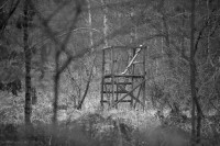 karneval-im-wald-72dpi-003