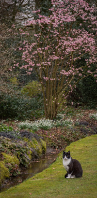 mystic-garden-72dpi-001 mystic-garden-72dpi-001