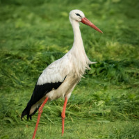 Storch-1