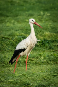 Storch-1