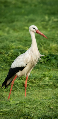 Storch-1