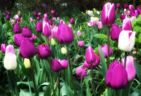 Tulpen