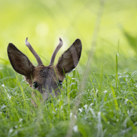 Was guckst Du-1024-12