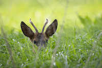 Was guckst Du-1024-12