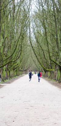 allee decksteinerweiher