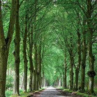 allee in mecklenburg vorpommern