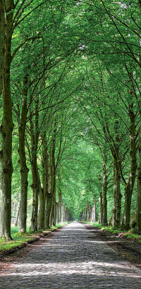 allee in mecklenburg vorpommern