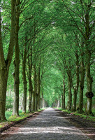 allee in mecklenburg vorpommern allee in mecklenburg vorpommern