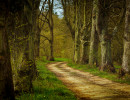 eifel 