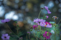Helmut May - Offene Blende - Bokeh