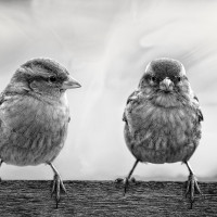 Helmut May - V&ouml;gel