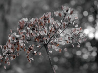 Monika Graszynski - Offene Blende - Bokeh