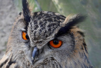 Monika Graszynski - Vögel