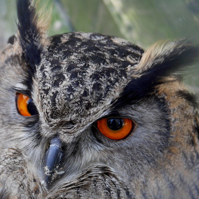 Monika Graszynski - V&ouml;gel