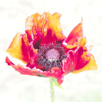 Norbert Kauer - Überbelichtet