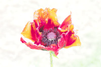 Norbert Kauer - &Uuml;berbelichtet