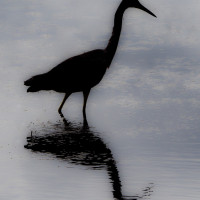 ad silhouette 20170314