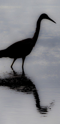 ad silhouette 20170314