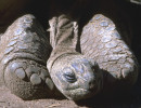 4 zoo scanned